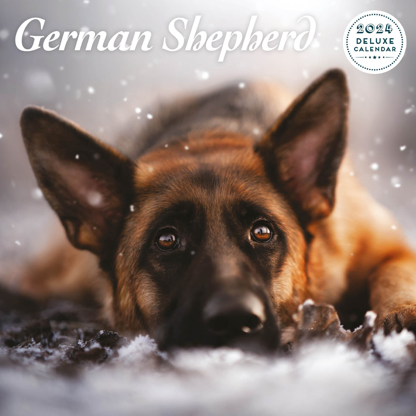 German Shepherd Deluxe Calendar 2024 Lords Labradors   GermanShepherdDeluxeCalendar20242 