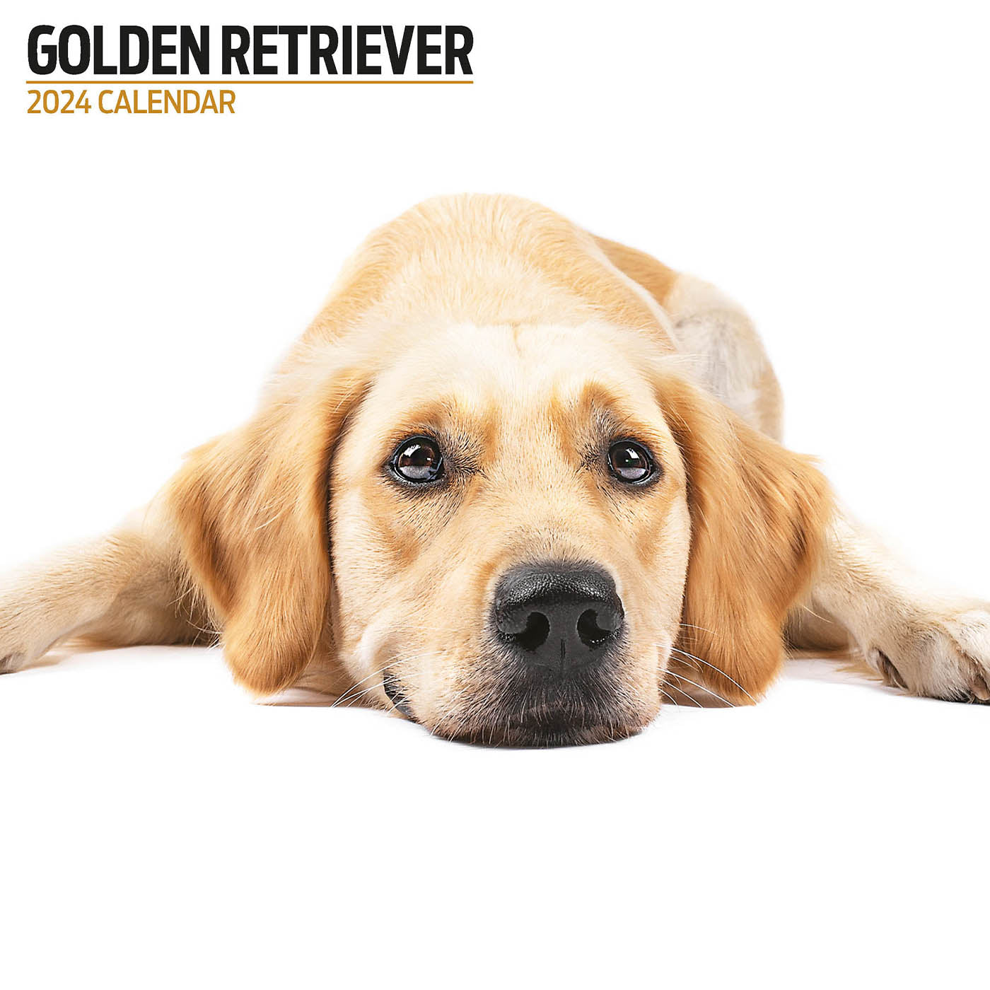 Golden Retriever 2024 Modern Calendar Gifting Lords Labradors   GoldenRetriever2024ModernCalendar2 