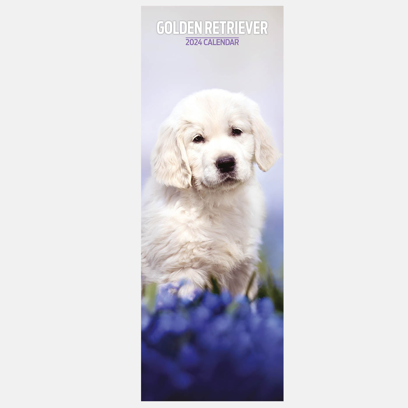 Golden Retriever 2024 Slim Calendar Gifting Lords Labradors   GoldenRetriever2024SlimCalendar2 