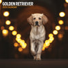 Golden Retriever Traditional Calendar 2025