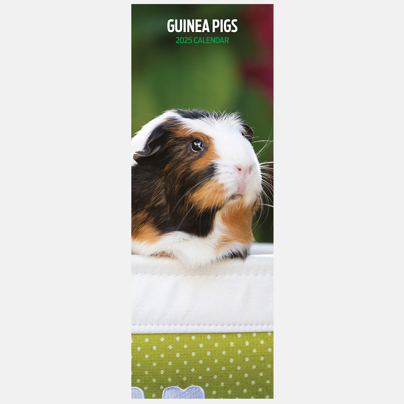 Guinea Pig Slim Calendar 2025 Lords & Labradors