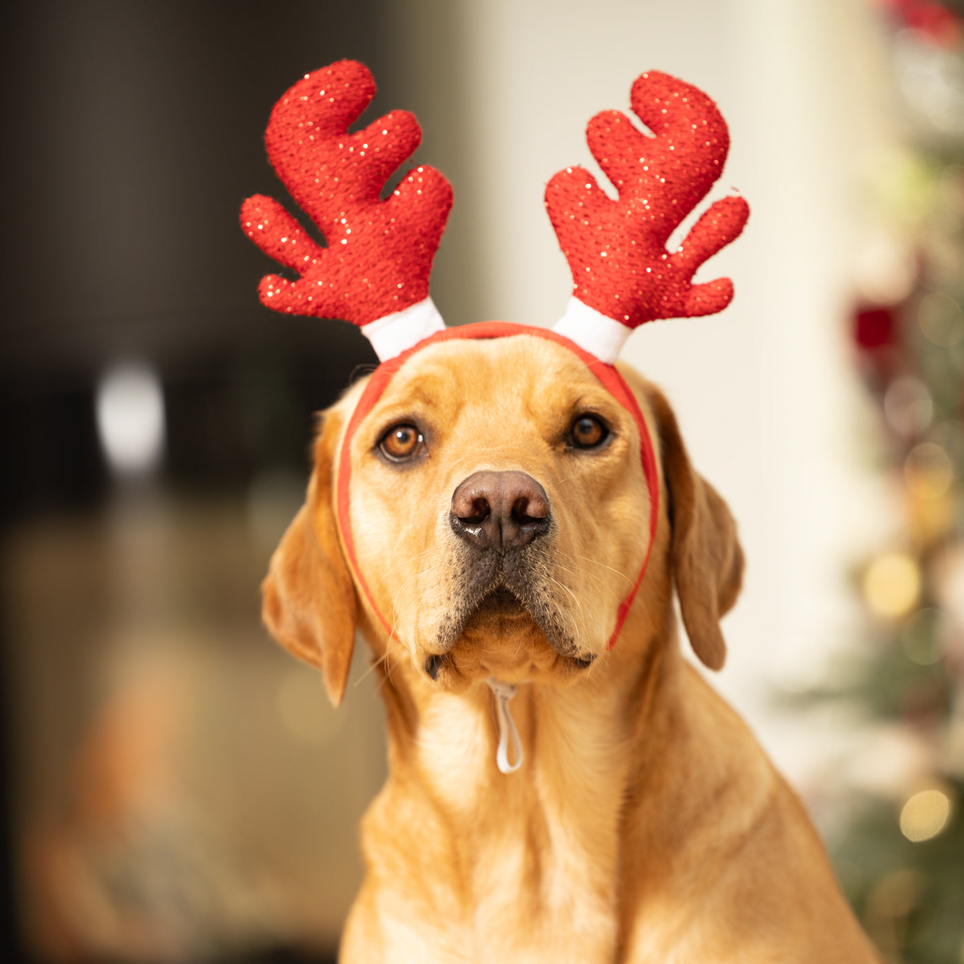 House of Paws Red Sparkle Antlers Headband