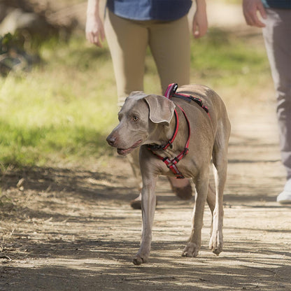 Halti Walking Harness - Red