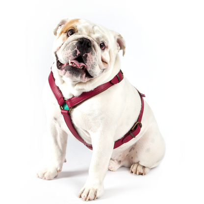 Lou Lou Dog Harness by DWAM