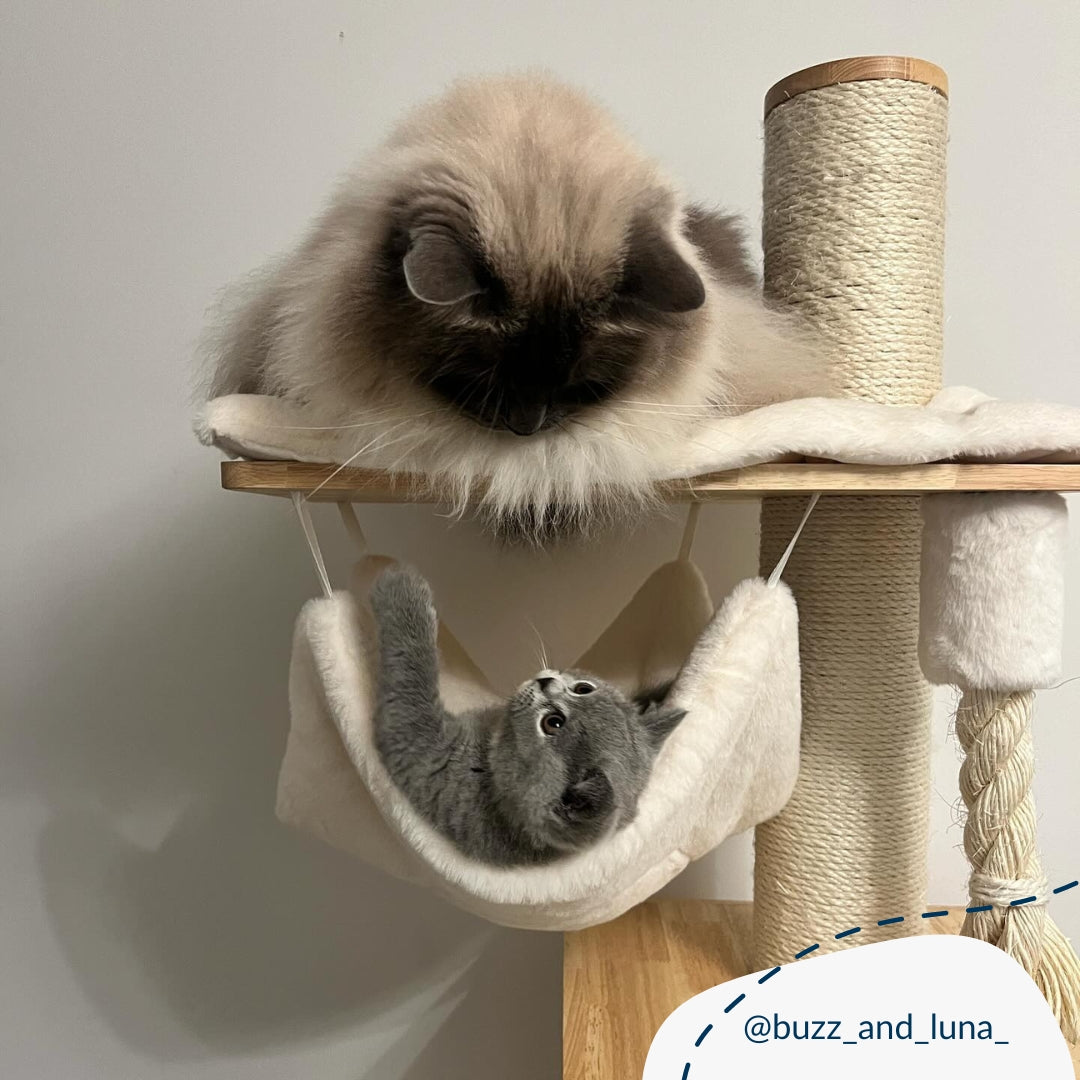 Cat play tree with scratching outlet post