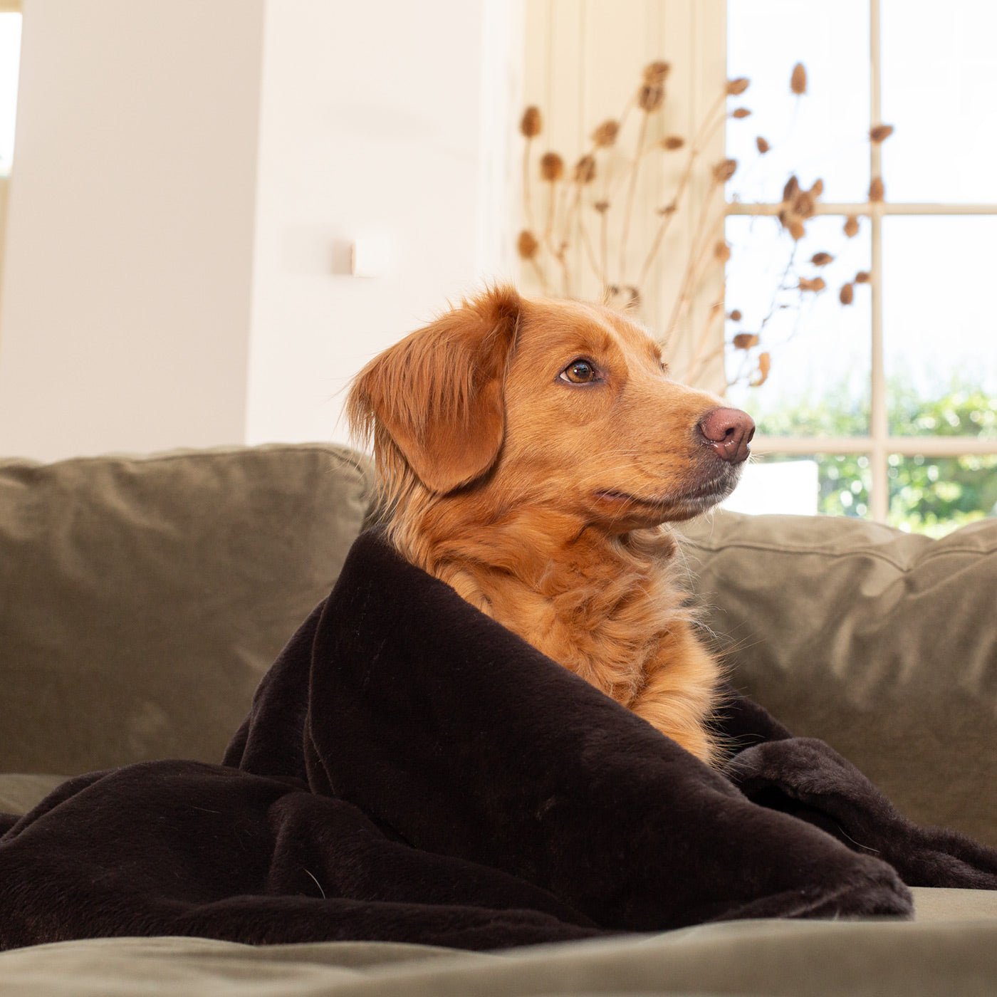 Dog & Puppy Blanket in Calming Anti-Anxiety Dusk Faux Fur by Lords & Labradors