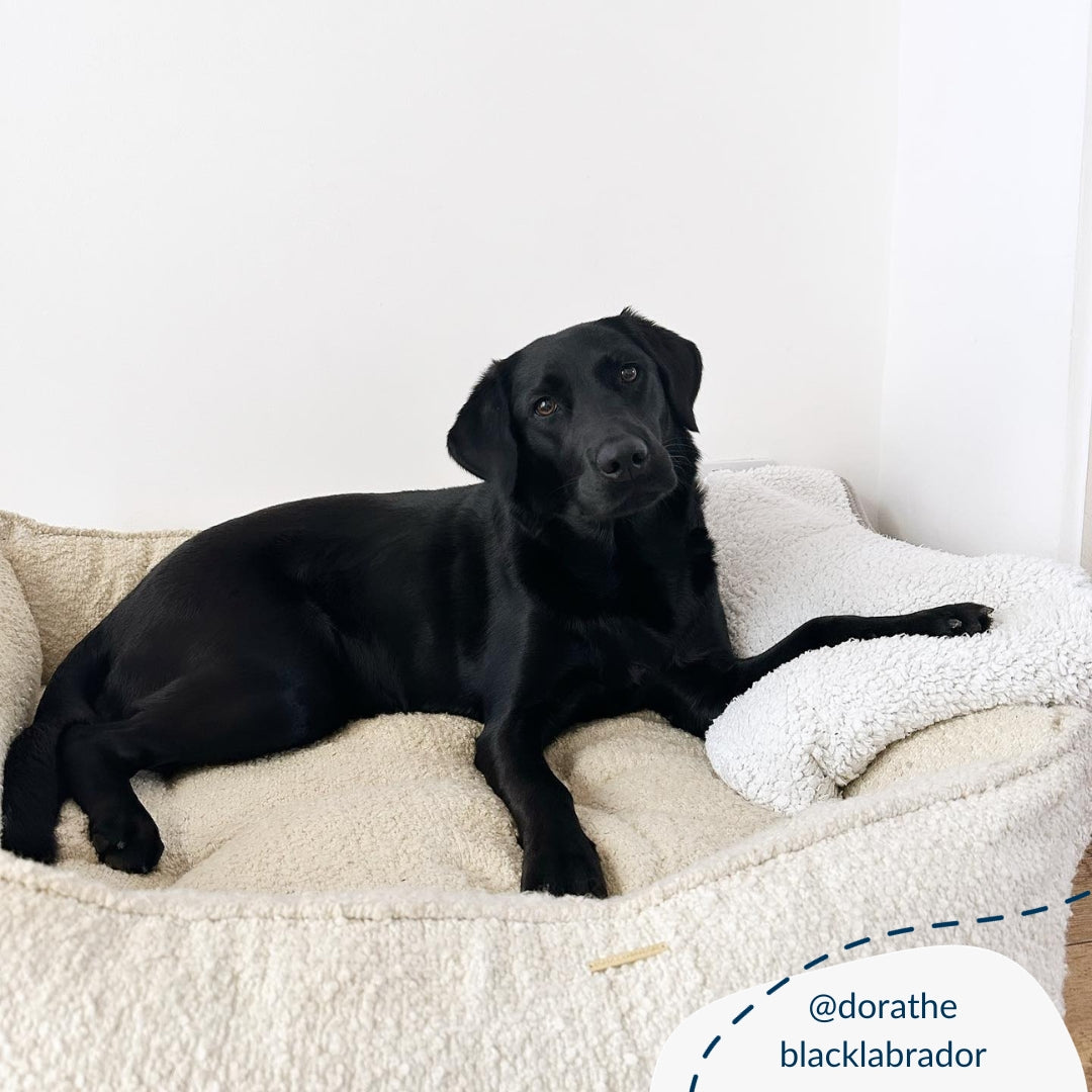 Dog bed for deals labrador