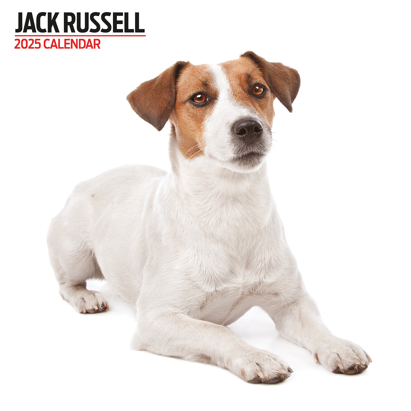 Jack Russell Modern Calendar 2025