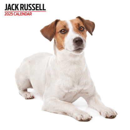 Jack Russell Modern Calendar 2025