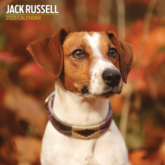 Jack Russell Traditional Calendar 2025