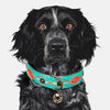 Janis Dog Collar by DWAM