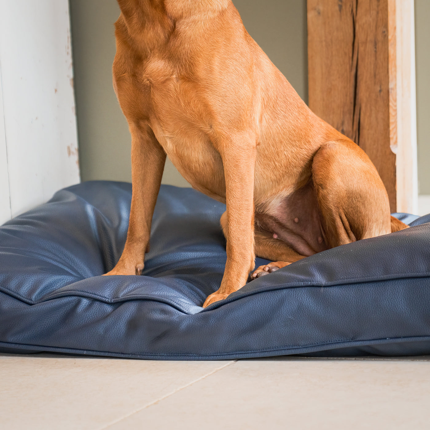 Personalised Dog Cushion in Rhino Tough Pacific Faux Leather by Lords & Labradors