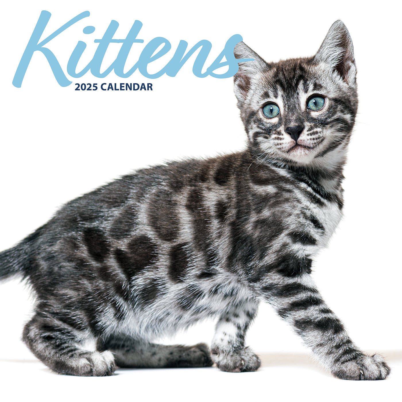 Kittens Modern Calendar 2025