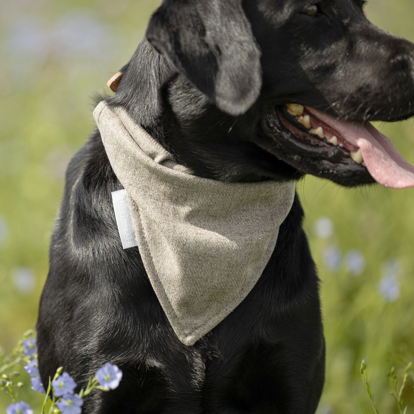 Bandana In Inchmurrin Ground By Lords & Labradors