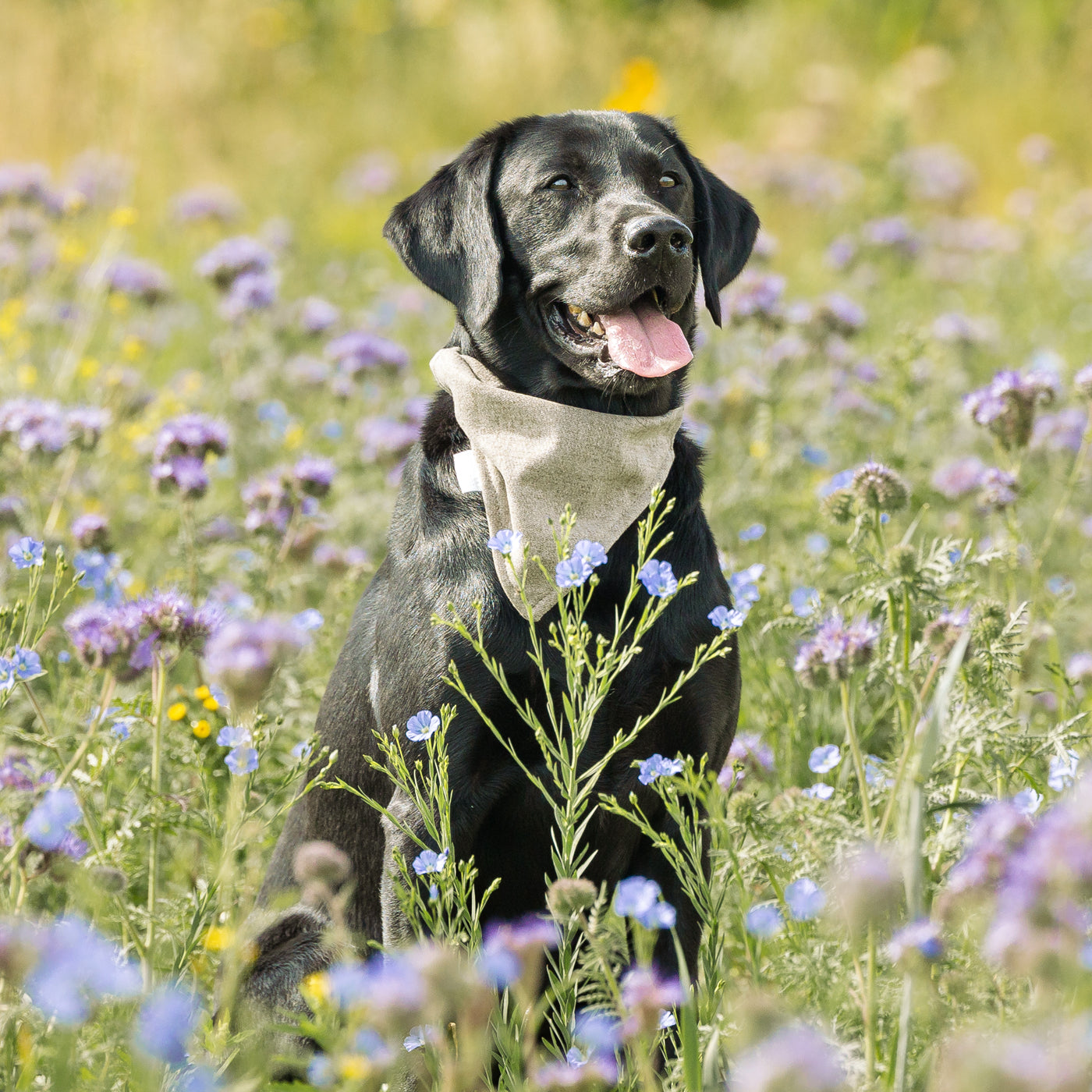 Bandana In Inchmurrin Ground By Lords & Labradors