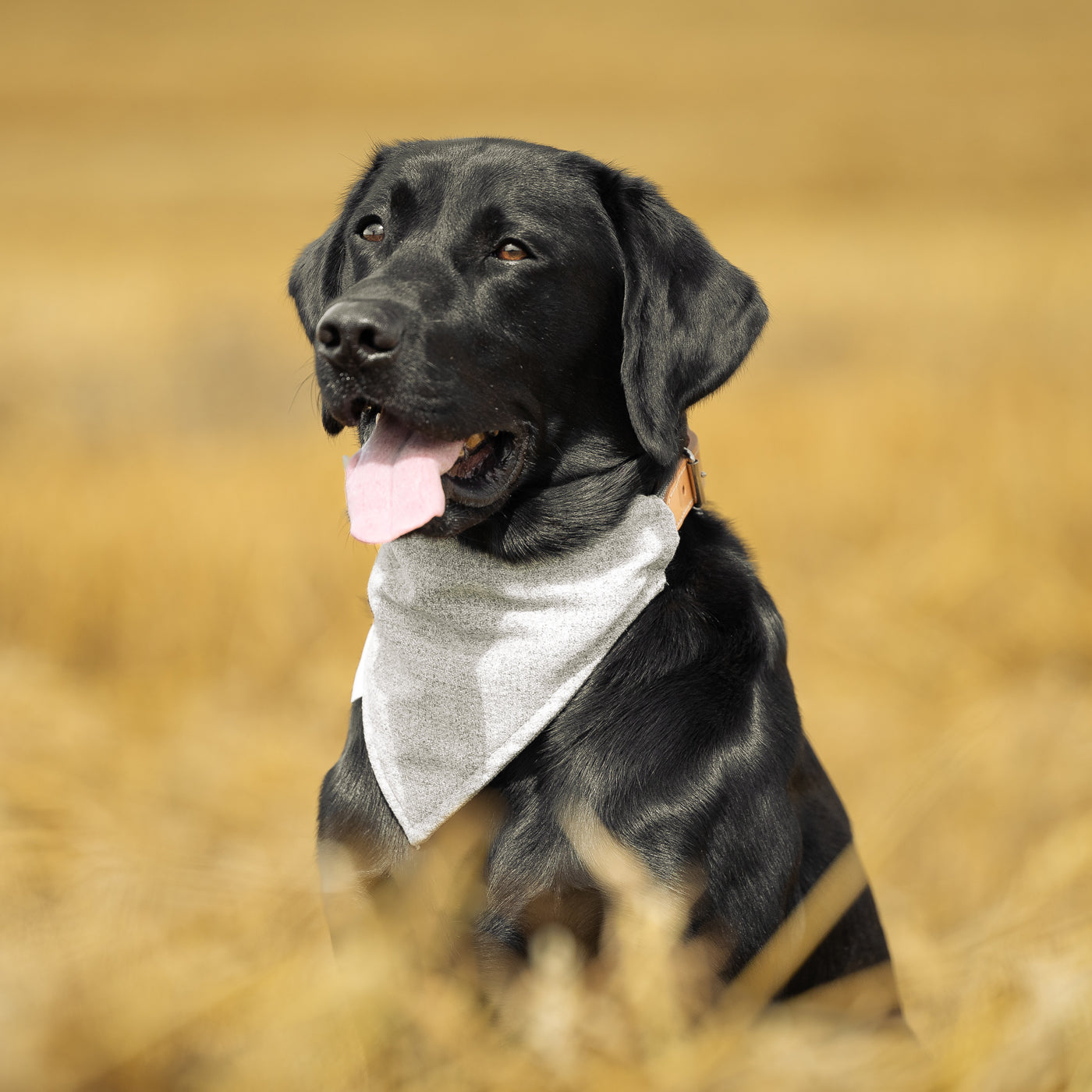 Bandana In Inchmurrin Iceberg By Lords & Labradors