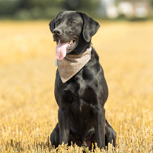 Bandana In Inchmurrin Umber By Lords & Labradors