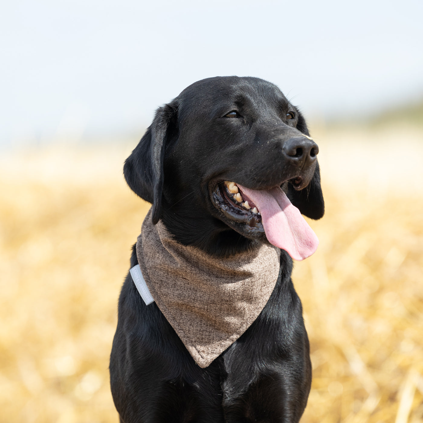 Bandana In Inchmurrin Umber By Lords & Labradors