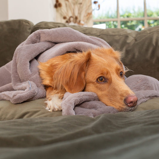 Dog & Puppy Blanket in Calming Anti-Anxiety Fawn Faux Fur by Lords & Labradors