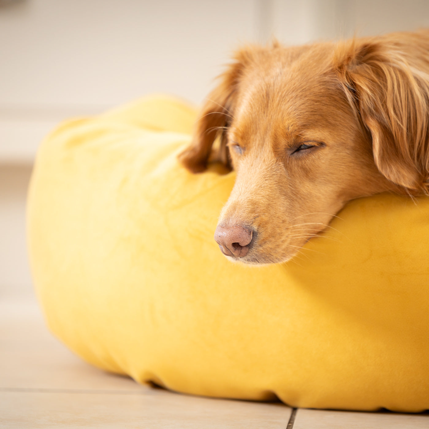 Donut Bed in Saffron Velvet By Lords & Labradors