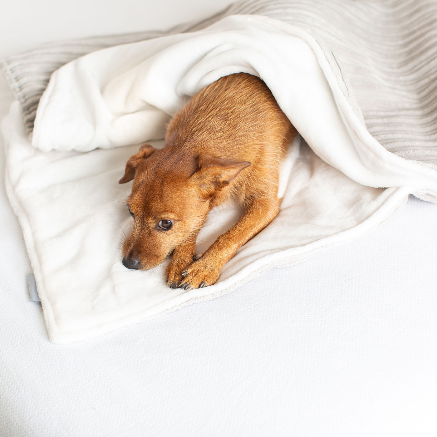 Blankets with shop puppies on them