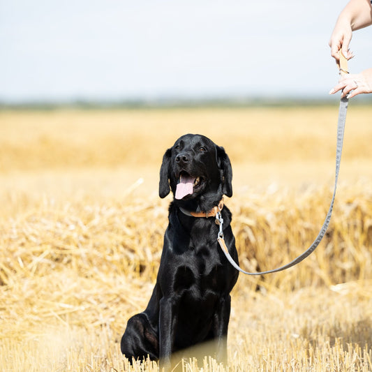 Essentials Twill Dog Lead in Slate by Lords & Labradors