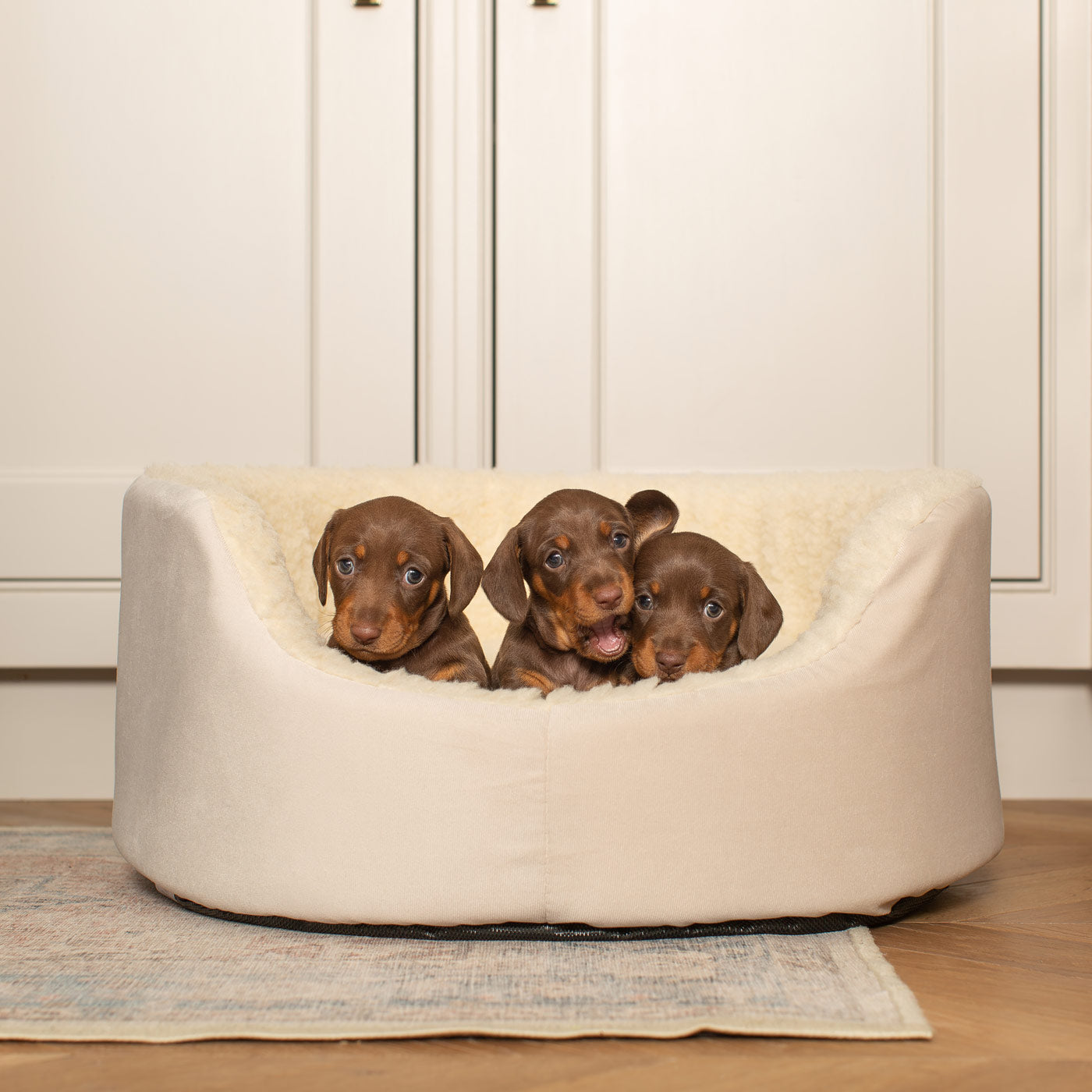 Puppy beds sale