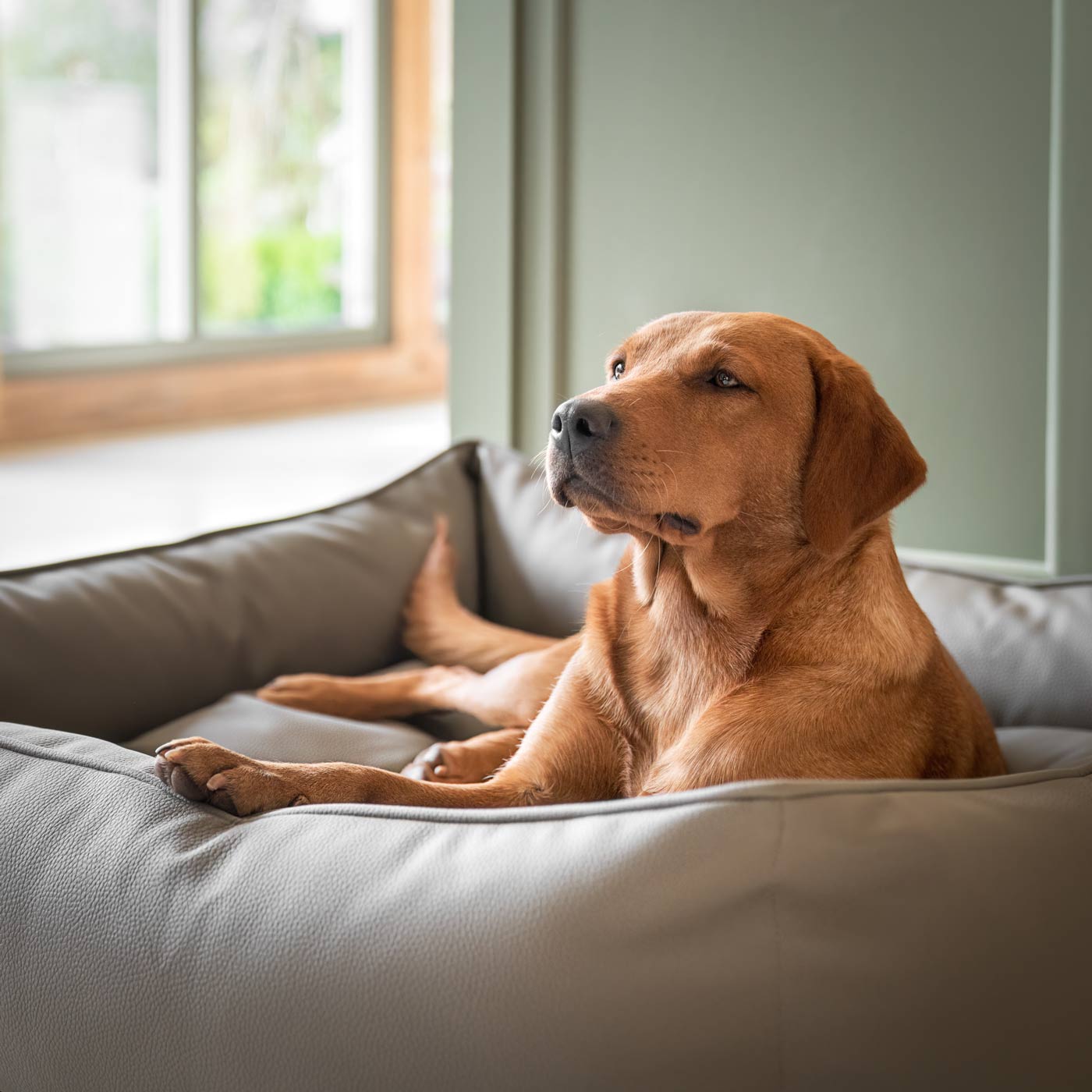 Dog sleeping outlet box