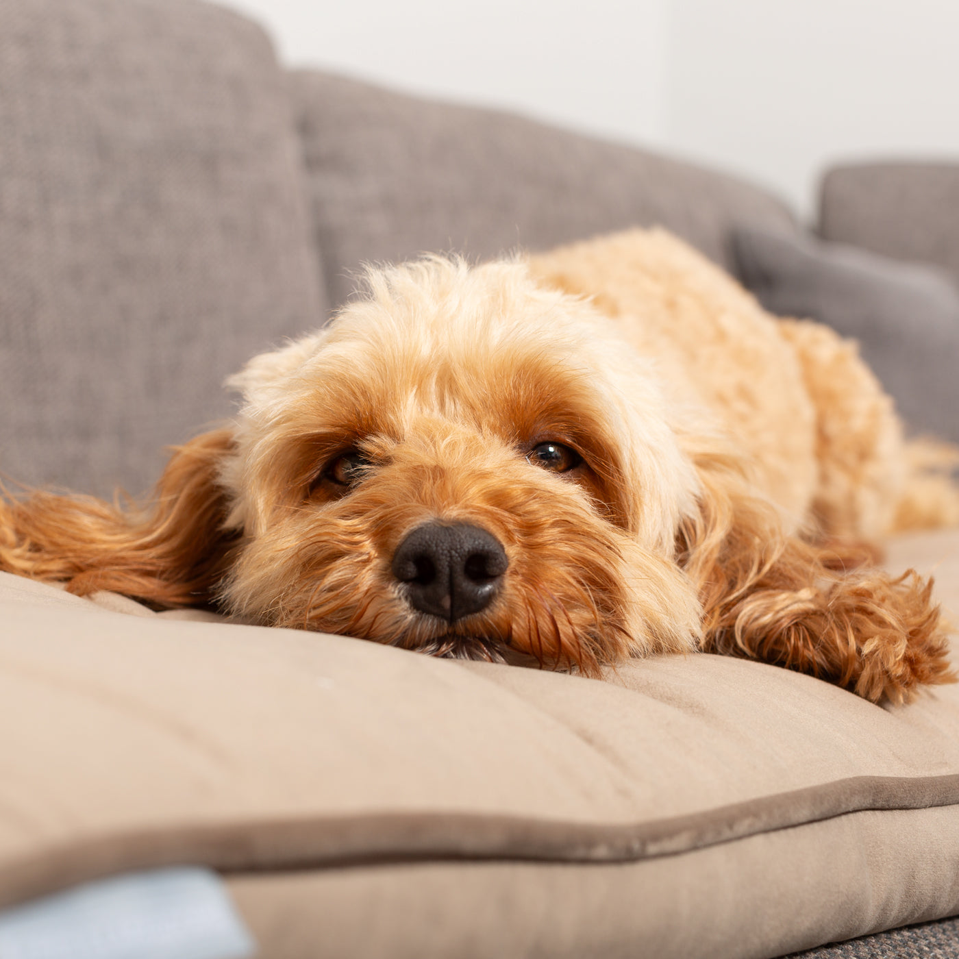 Sofa Topper in Clay Velvet By Lords & Labradors