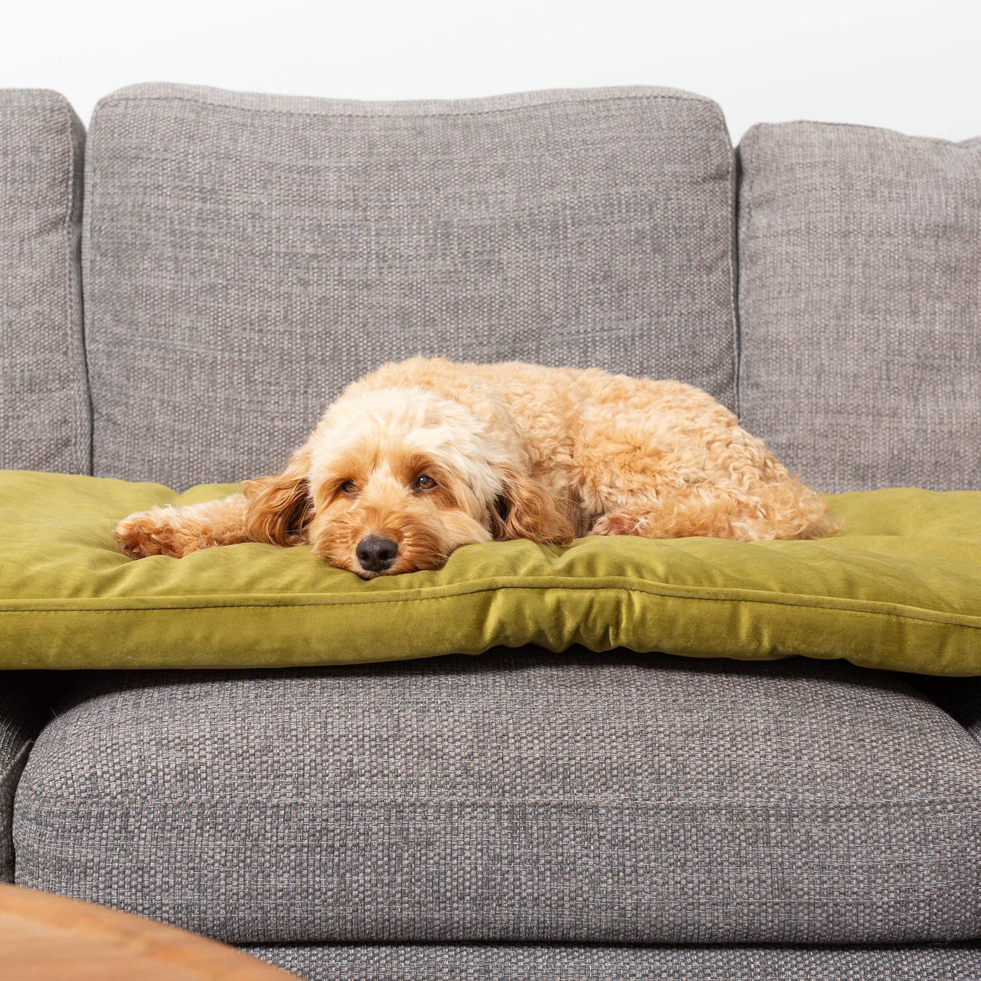 Sofa Topper in Olive Velvet By Lords & Labradors