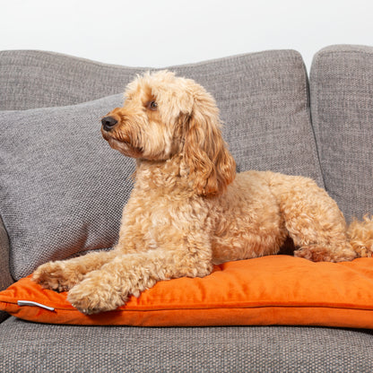 Sofa Topper in Pumpkin Velvet By Lords & Labradors