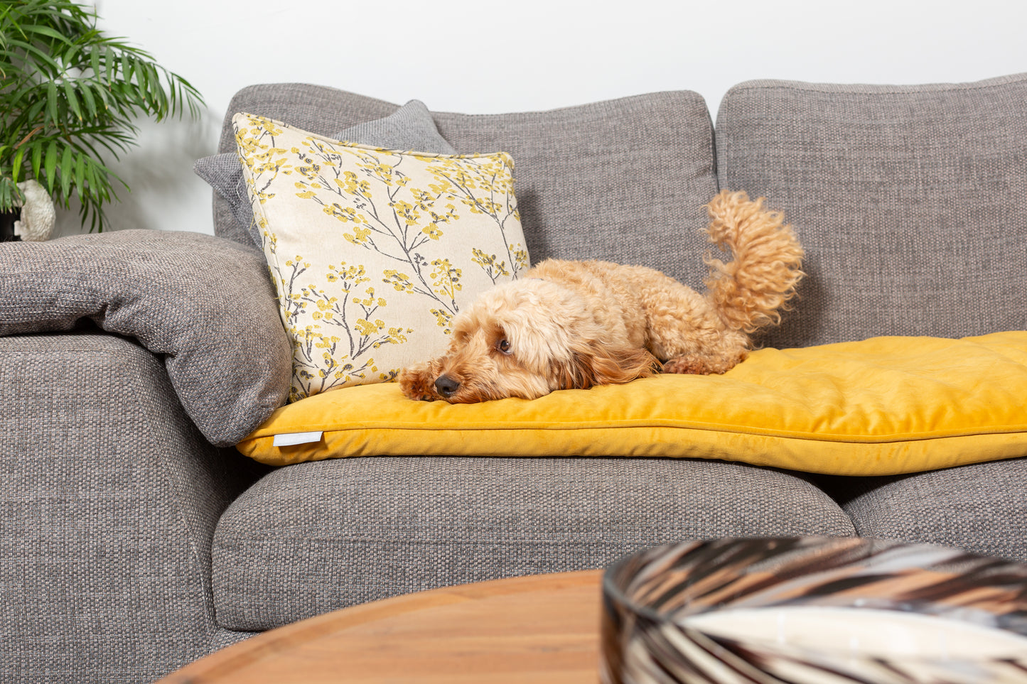 Sofa Topper in Saffron Velvet By Lords & Labradors