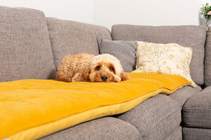 Sofa Topper in Saffron Velvet By Lords & Labradors