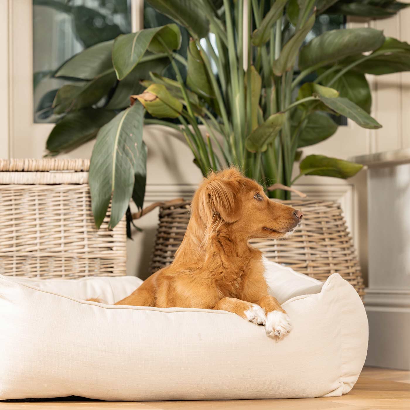 Savanna Bone Box Bed For Dogs | Luxury Dog Beds | Lords & Labradors