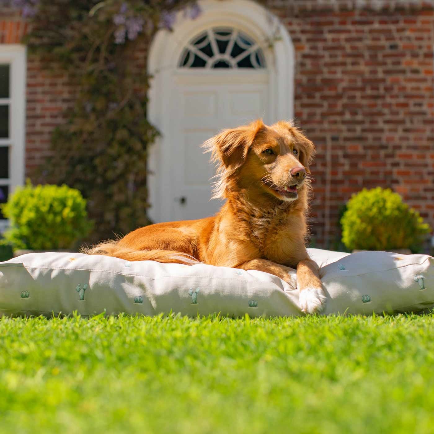 Luxury Sleepeeze Dog Cushion in Cactus, The Perfect Pet Bed Time Accessory! Available Now at Lords & Labradors