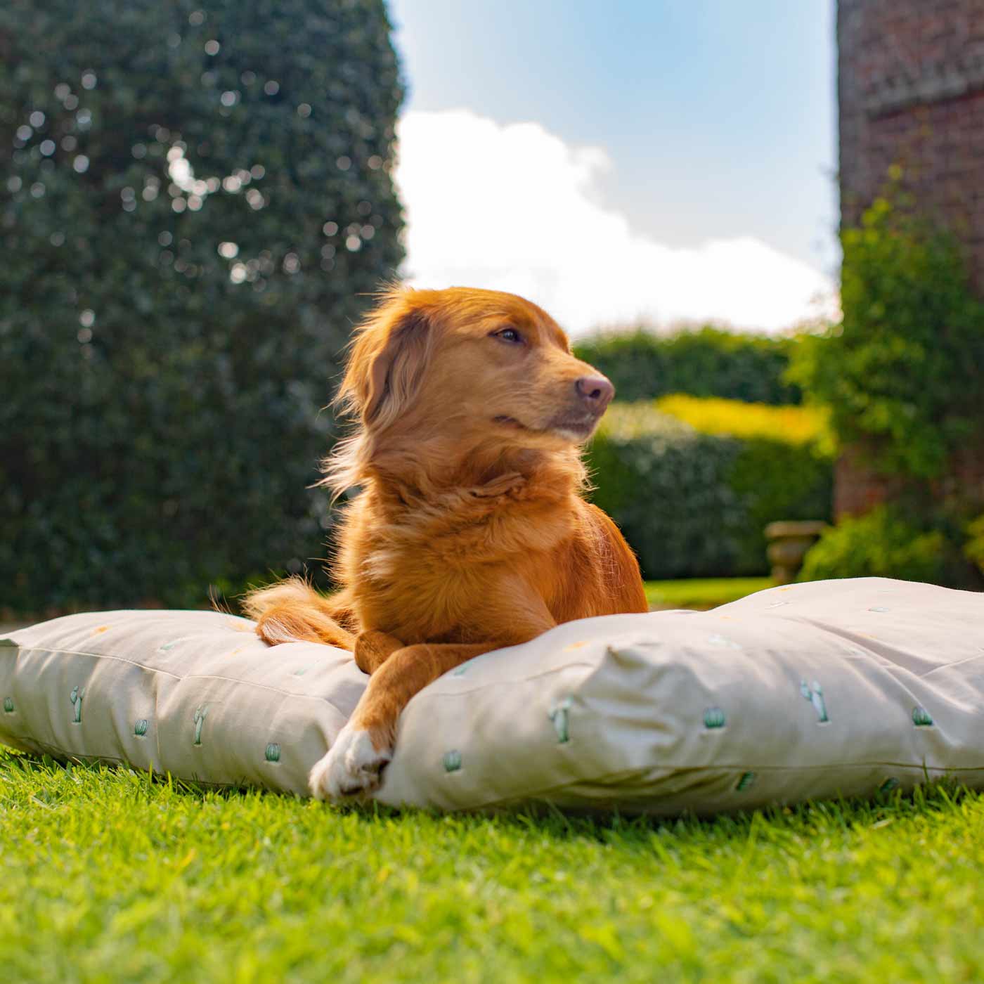 Luxury Sleepeeze Dog Cushion in Cactus, The Perfect Pet Bed Time Accessory! Available Now at Lords & Labradors