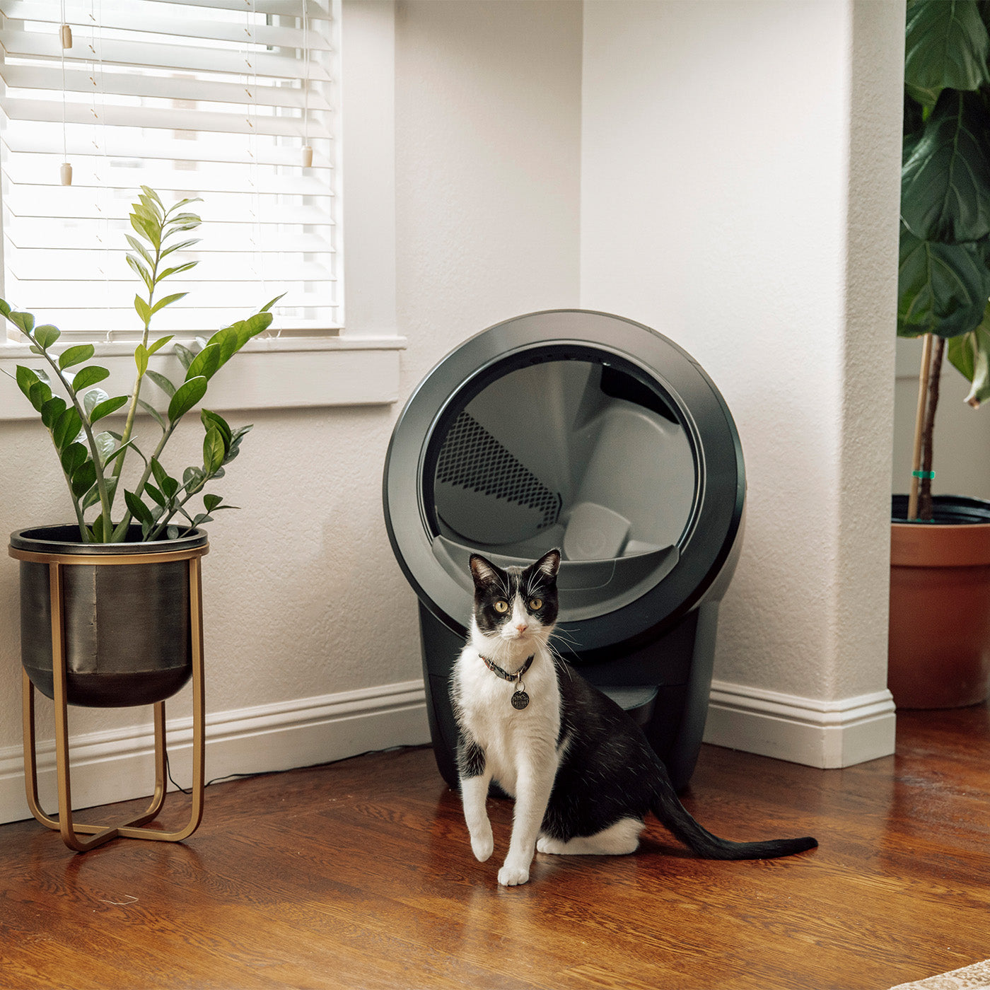 Litter-Robot 4 Smart Self-Cleaning Cat Litter Box With Step