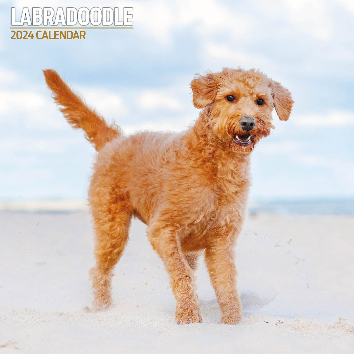 Labradoodle Traditional Calendar 2024 Lords & Labradors