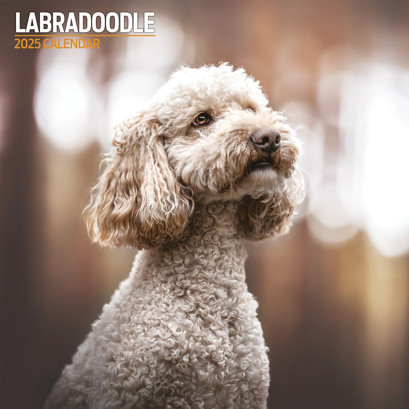 Labradoodle Traditional Calendar 2025 