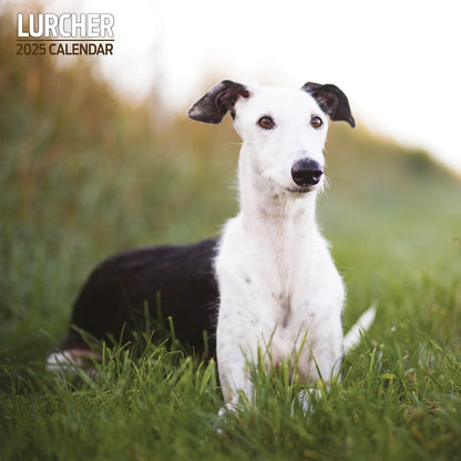 Lurcher Traditional Calendar 2025