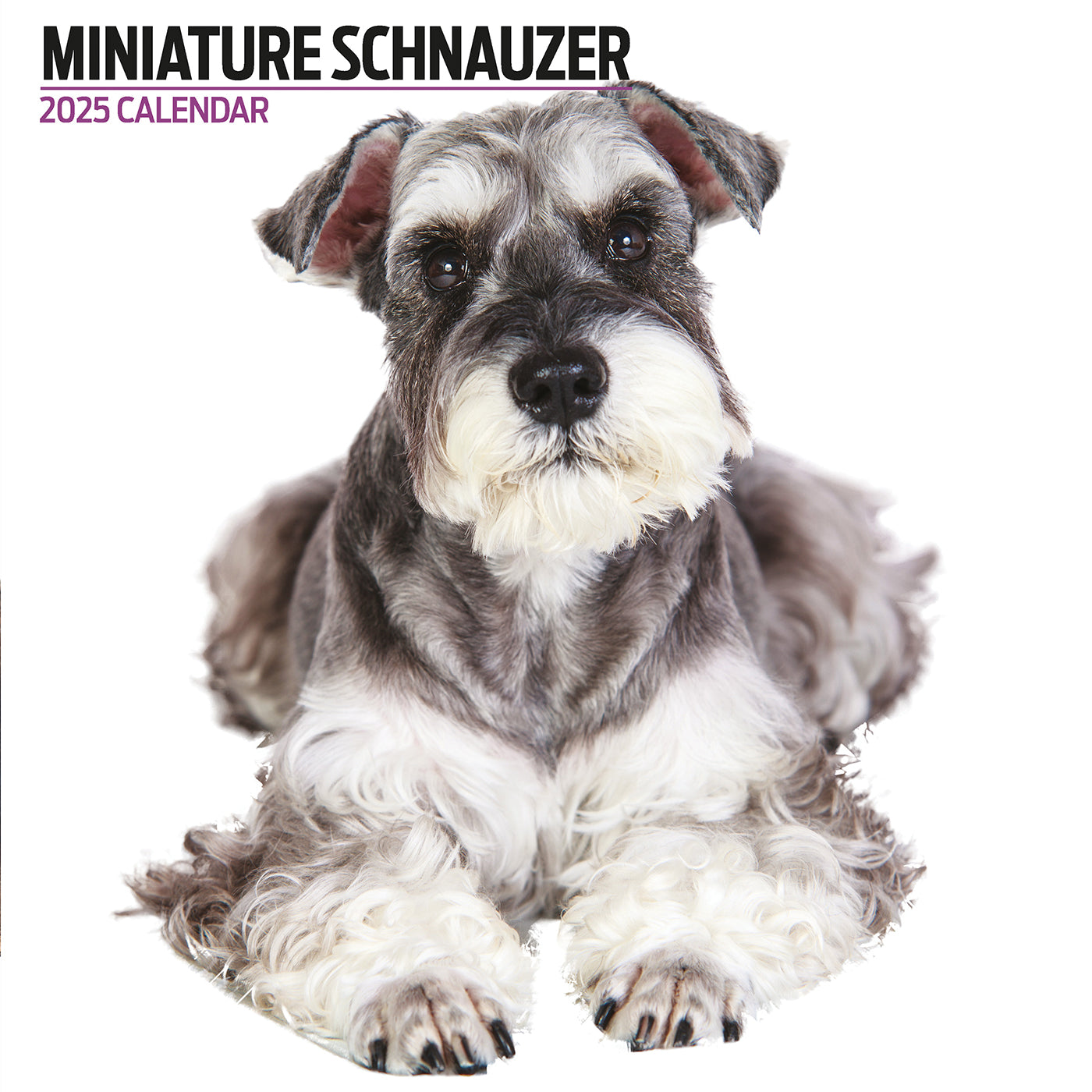 Miniature Schnauzer Modern Calendar 2025