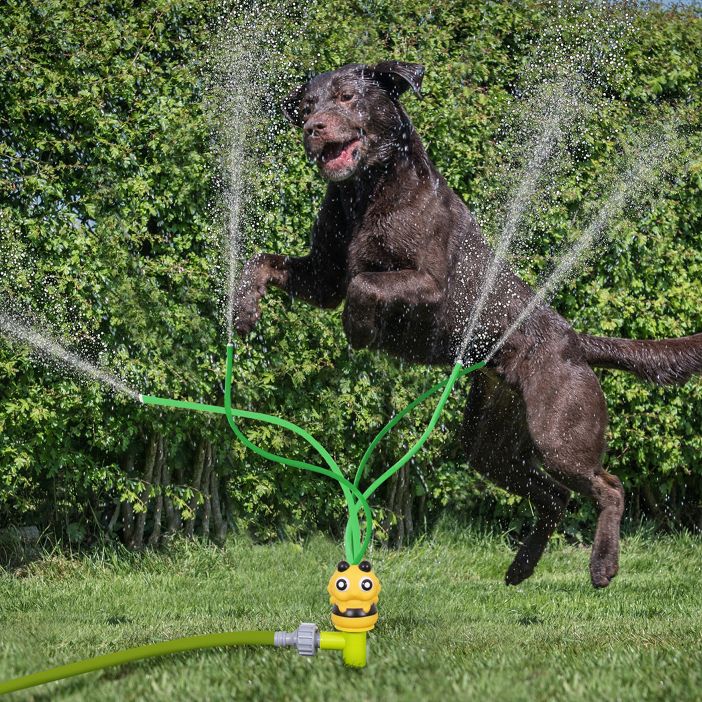 Novelty Assorted Pet Water Sprinkler