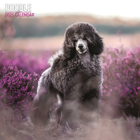 Poodle Traditional Calendar 2025