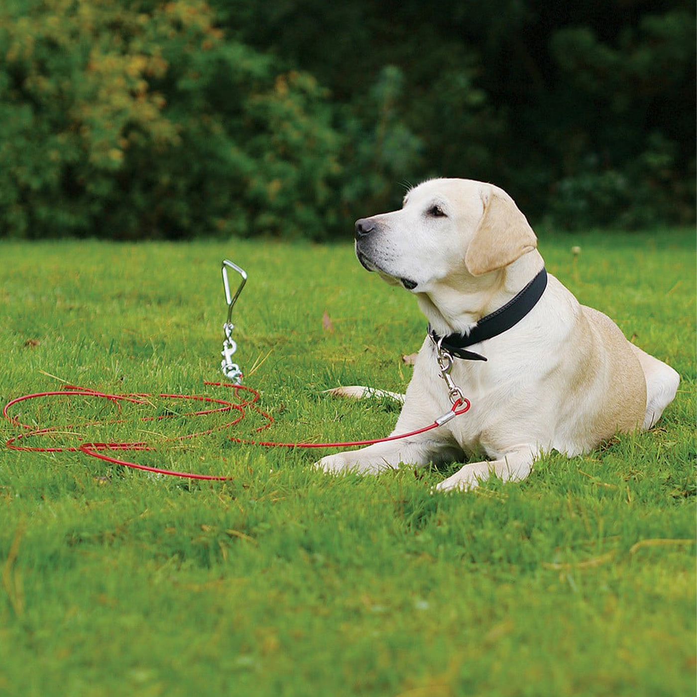 Rosewood Dog Tie Out Cable 30ft Lords Labradors