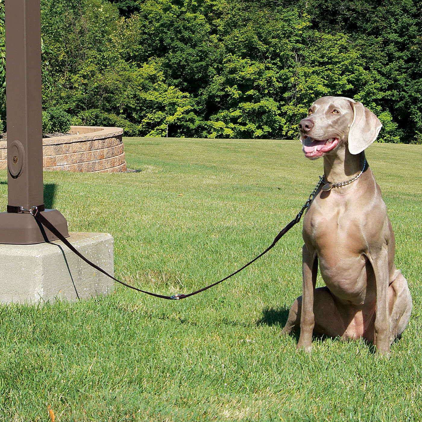 Rosewood Multi-Function Nylon Dog Lead