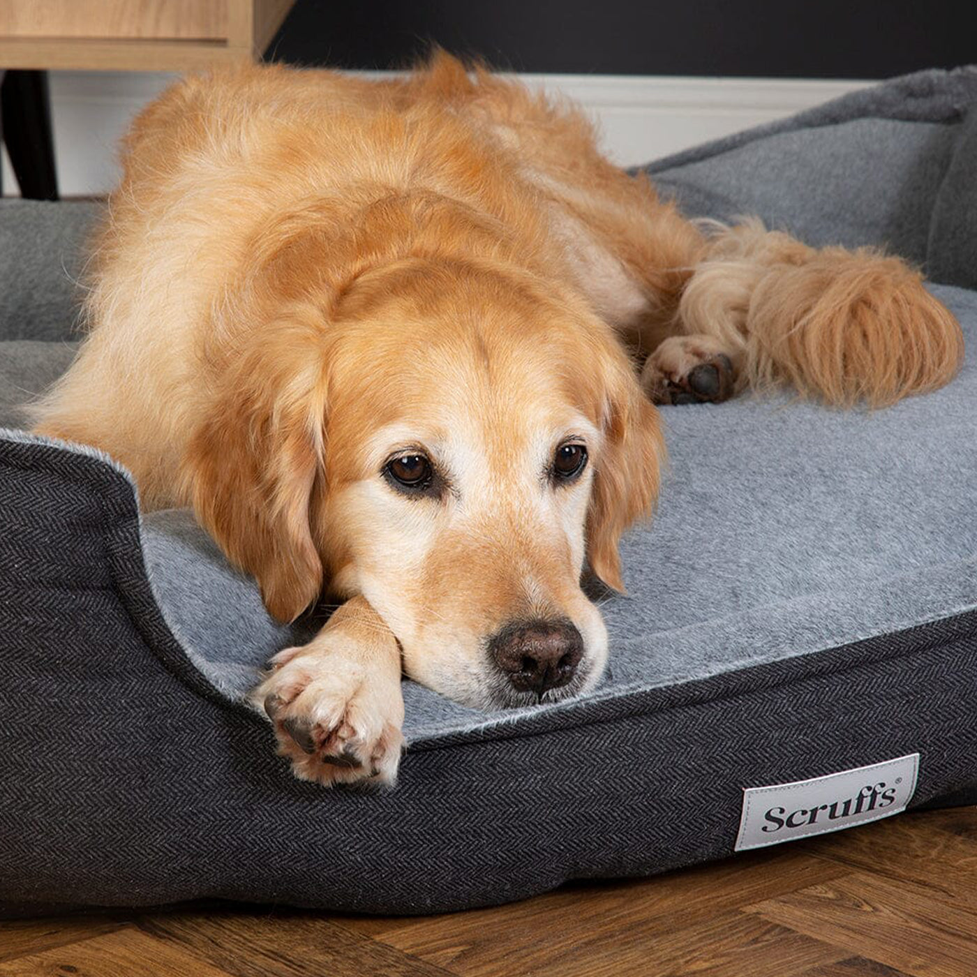 Scruffs memory sale foam dog bed