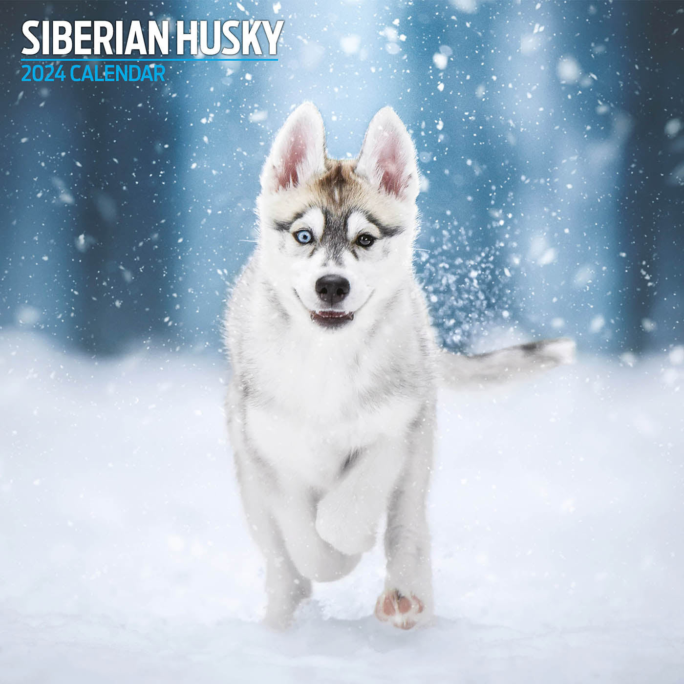 Siberian Husky 2024 Traditional Calendar Gifting Lords Labradors   SiberianHusky2024TraditionalCalendar2 