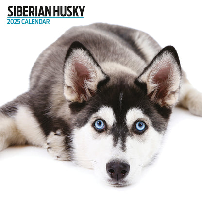 Siberian Husky Modern Calendar 2025