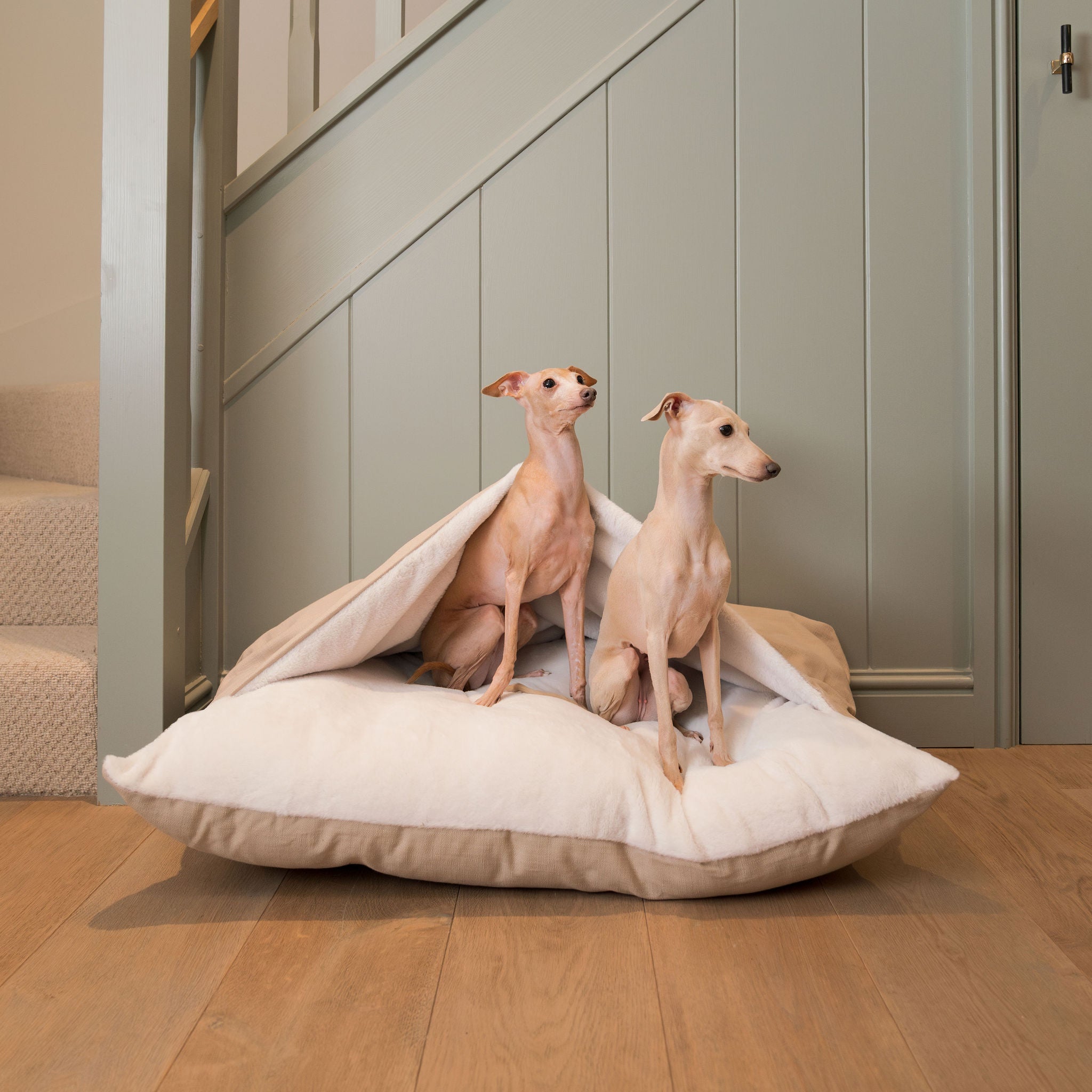 Primo dog beds online