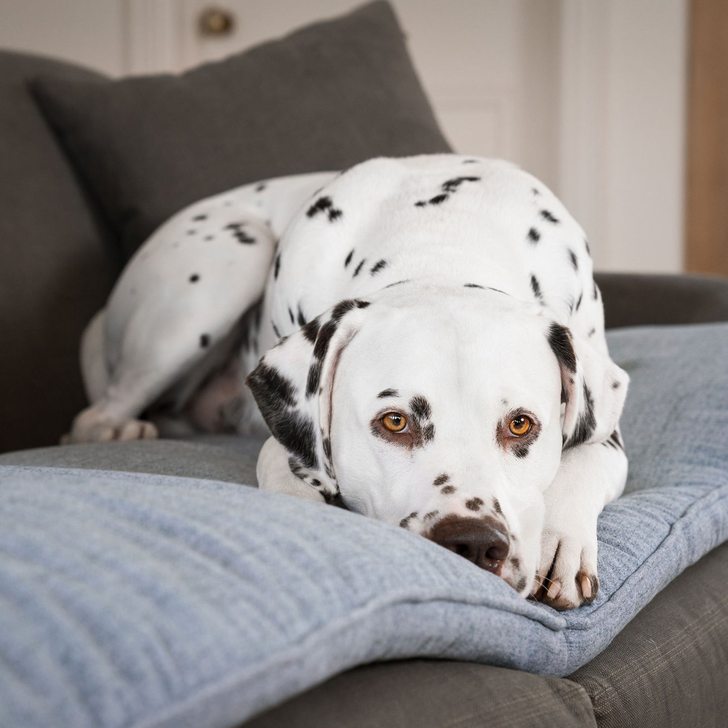 Discover Our Luxury Inchmurrin Sofa Topper, The Perfect Sofa Protector For Pets, In Stunning Grey Iceberg Available Now at Lords & Labradors